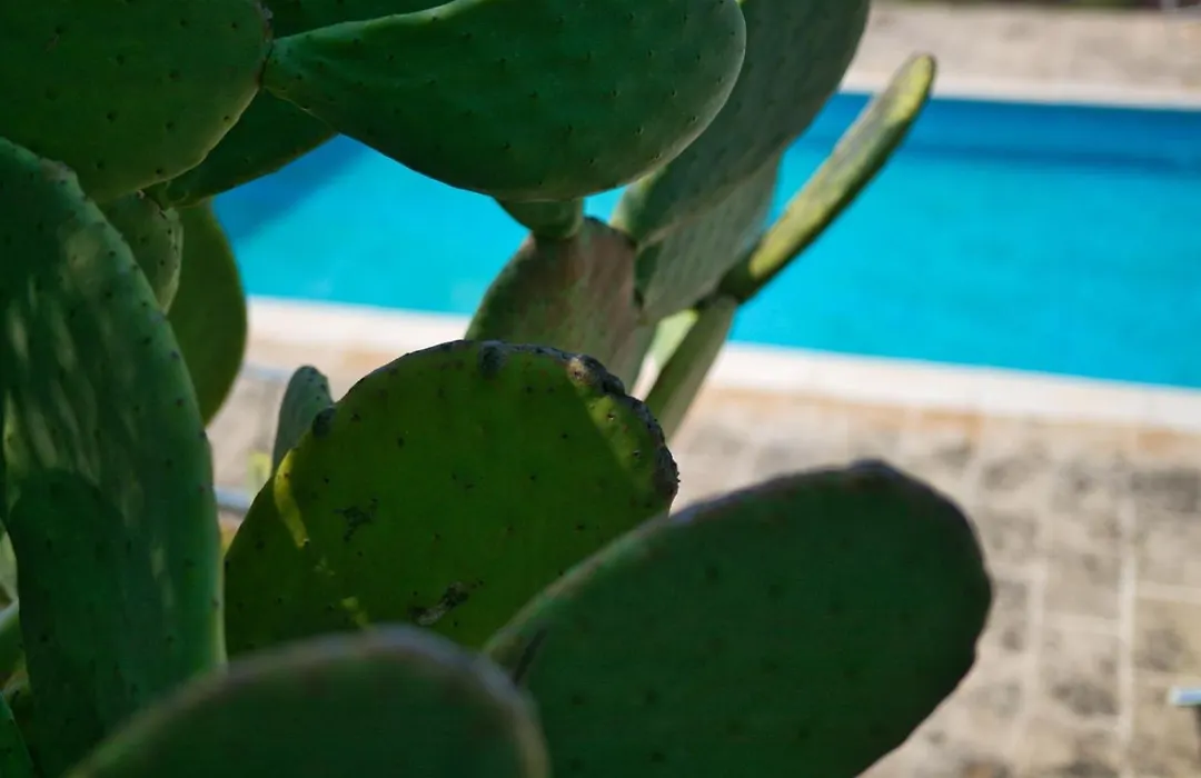 Trullo Sovrano Exclusive B&B-1