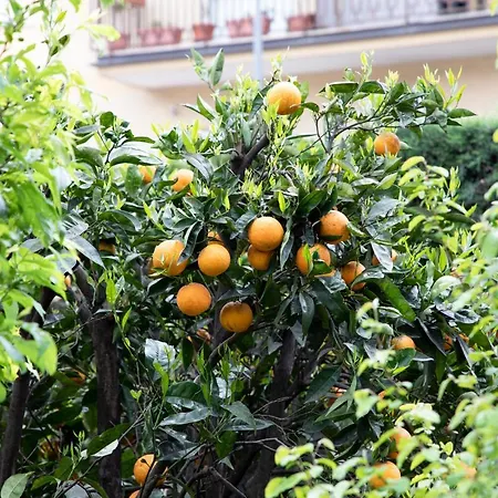 L' Albero Di Giada-3